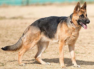 �W���[�}���E�V�F�p�[�h�i���̖{�ł̓A���Z�C�V�A���j