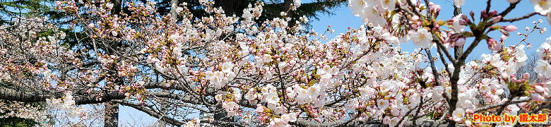 2025/04/8撮影 開成山公園の桜