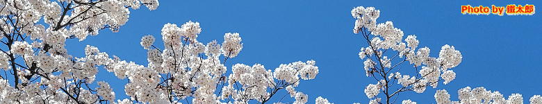 2026/4/6�B�e �J���R�����̍�