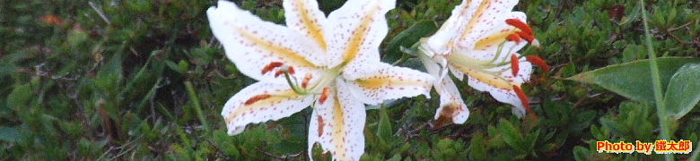 山で採った花の写真